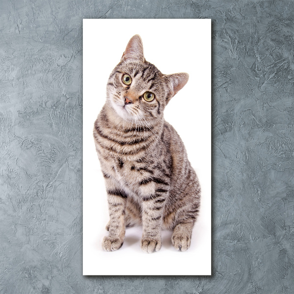 Plexiglasbilder vertikal Katze