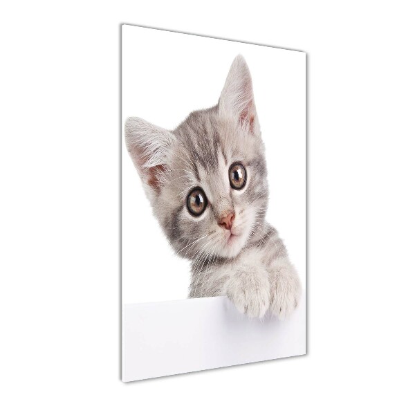 Plexiglasbilder vertikal Graue Katze