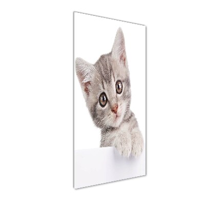 Plexiglasbilder vertikal Graue Katze