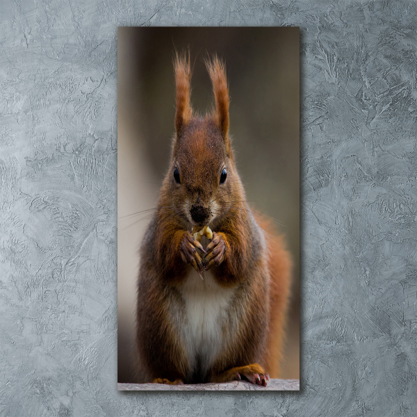 Plexiglasbilder vertikal Eichhörnchen