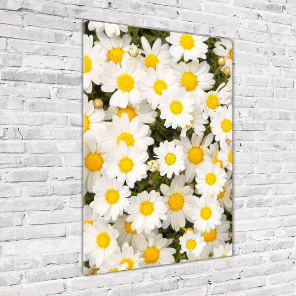 Bild auf Acrylglas vertikal Gänseblümchen