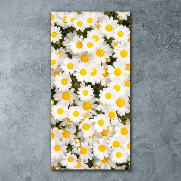 Bild auf Acrylglas vertikal Gänseblümchen