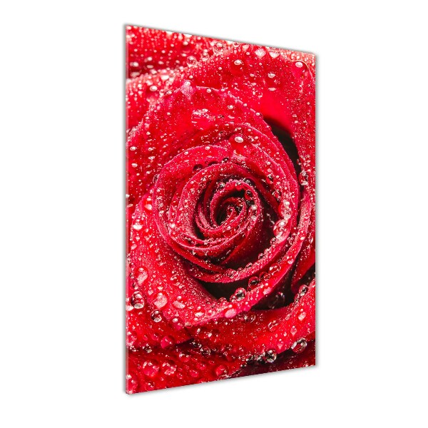 Plexiglasbilder vertikal Rote Rose