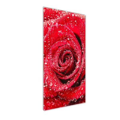 Plexiglasbilder vertikal Rote Rose