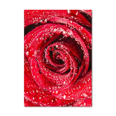 Plexiglasbilder vertikal Rote Rose