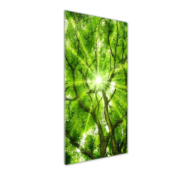 Bild auf Acrylglas vertikal Baumkrone