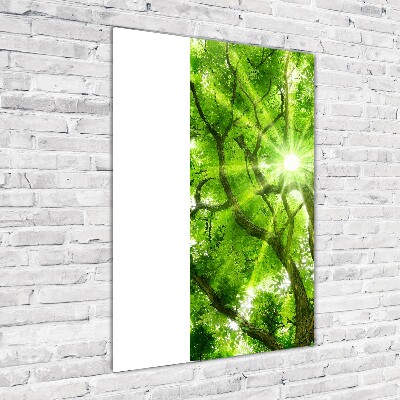 Bild auf Acrylglas vertikal Baumkrone