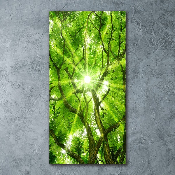 Bild auf Acrylglas vertikal Baumkrone