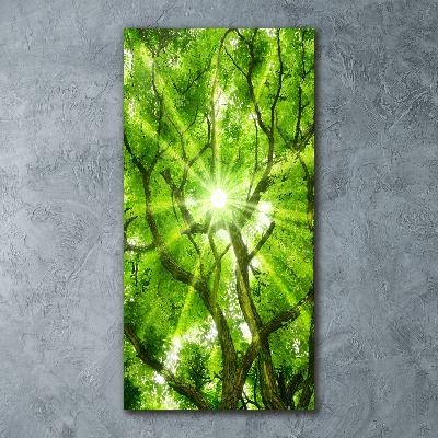 Bild auf Acrylglas vertikal Baumkrone