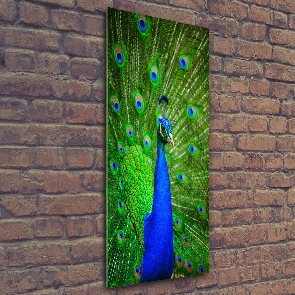 Acrylbild vertikal Pfau