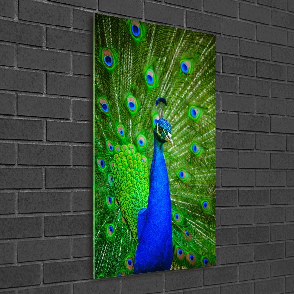 Acrylbild vertikal Pfau