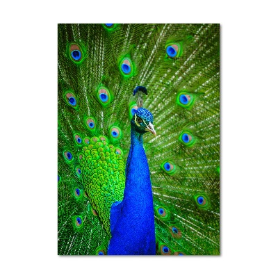 Acrylbild vertikal Pfau