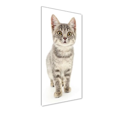 Plexiglasbilder vertikal Graue Katze
