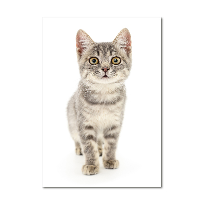Plexiglasbilder vertikal Graue Katze