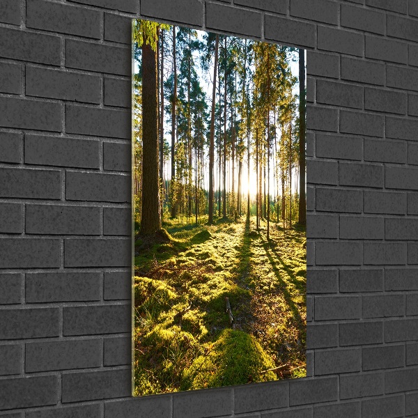 Bild auf Acrylglas vertikal Kiefernwald