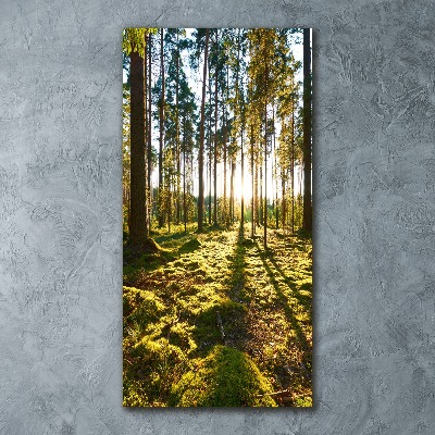 Bild auf Acrylglas vertikal Kiefernwald