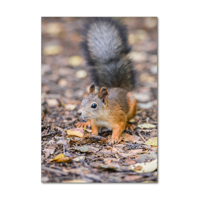 Plexiglasbilder vertikal Eichhörnchen im Wald