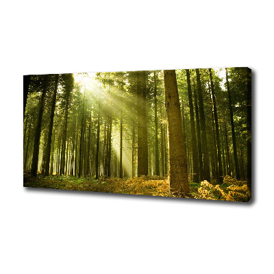 Wandbild Kiefernwald