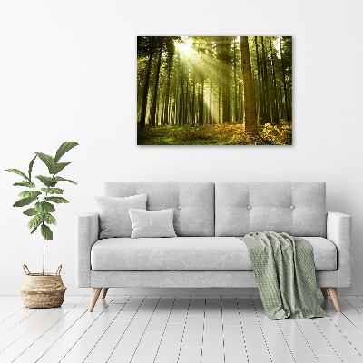 Wandbild Kiefernwald