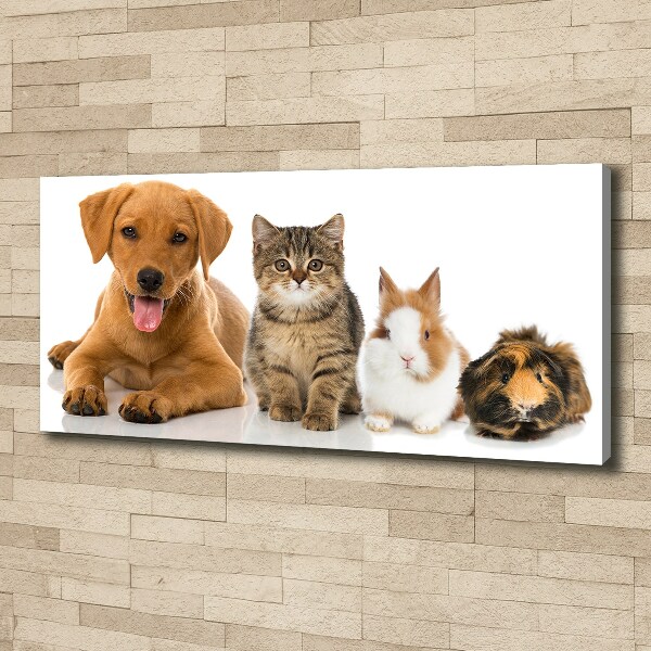 Fotobild Hund und Katze