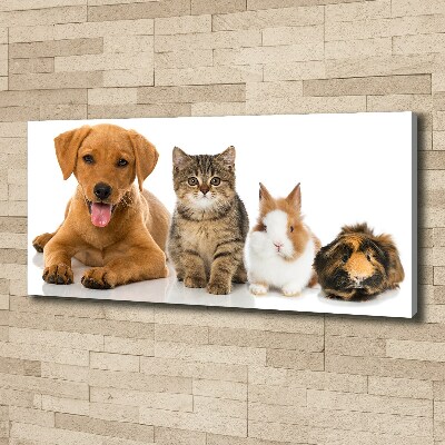 Fotobild Hund und Katze