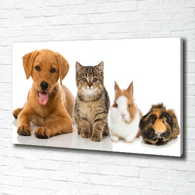 Fotobild Hund und Katze