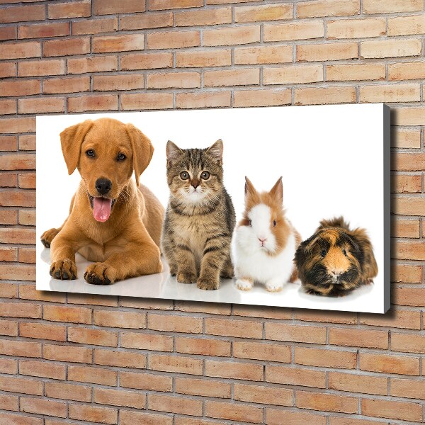 Fotobild Hund und Katze