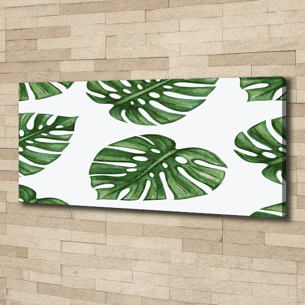 Fotobild Monstera
