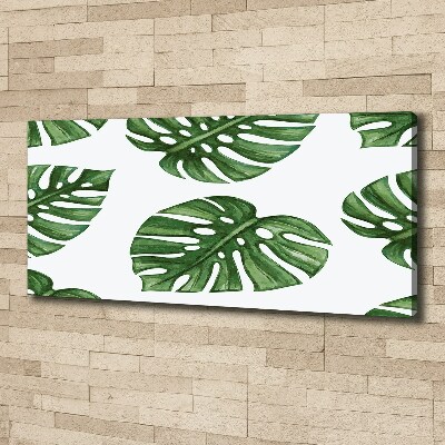 Fotobild Monstera