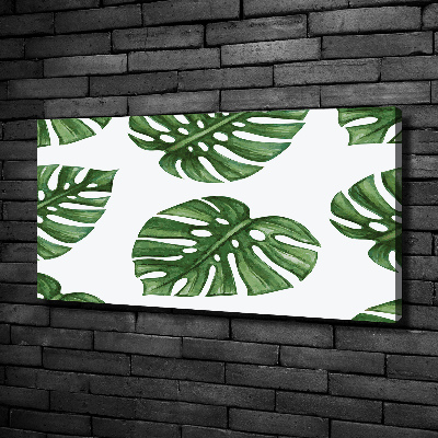 Fotobild Monstera