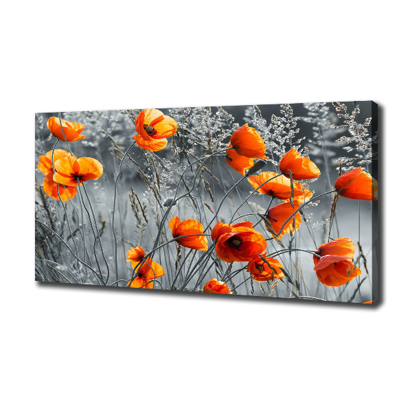 Bild auf leinwand Feldmohn