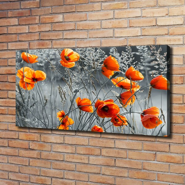 Bild auf leinwand Feldmohn