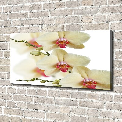 Fotobild Orchidee