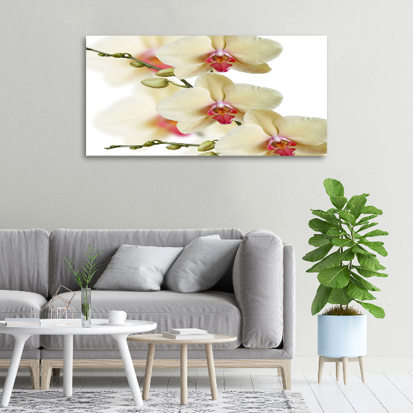 Fotobild Orchidee