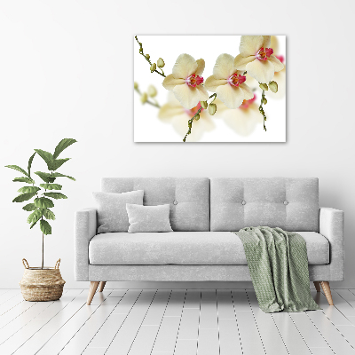 Fotobild Orchidee