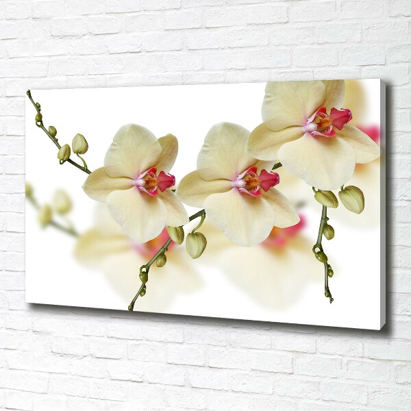 Fotobild Orchidee