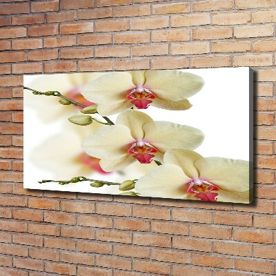 Fotobild Orchidee
