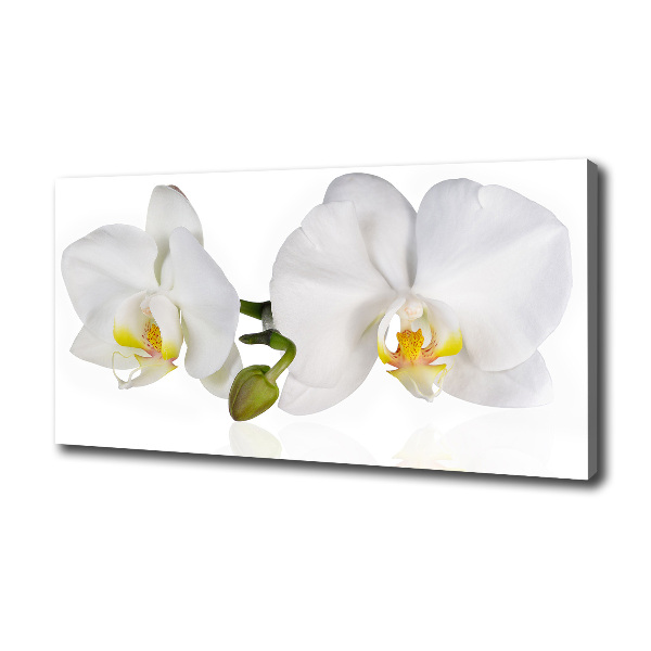 Fotobild Orchidee