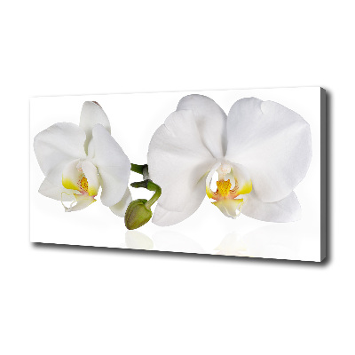Fotobild Orchidee