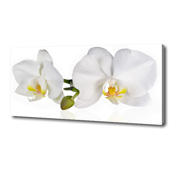 Fotobild Orchidee