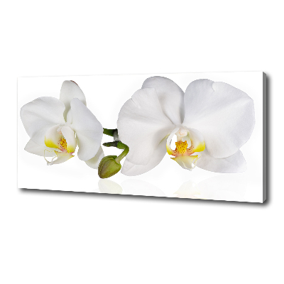 Fotobild Orchidee
