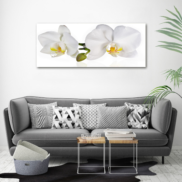 Fotobild Orchidee