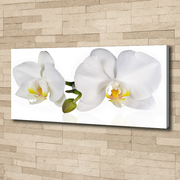 Fotobild Orchidee