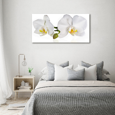 Fotobild Orchidee