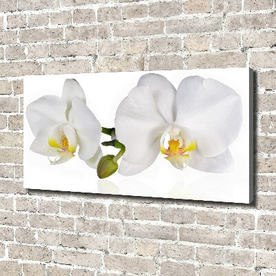 Fotobild Orchidee