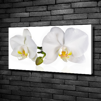 Fotobild Orchidee