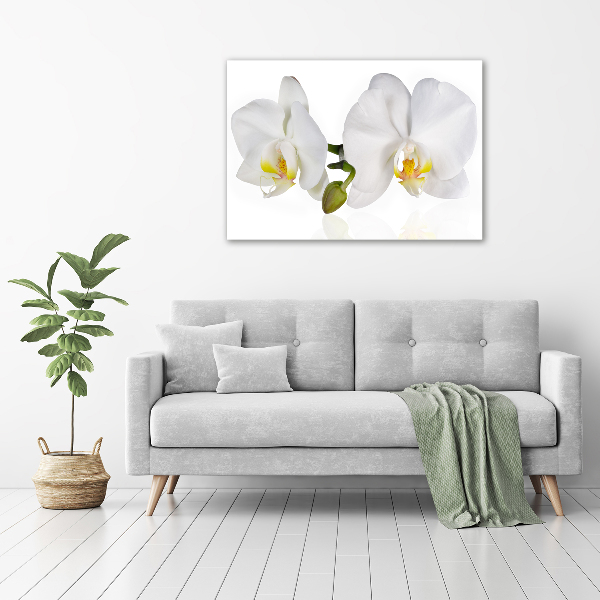 Fotobild Orchidee