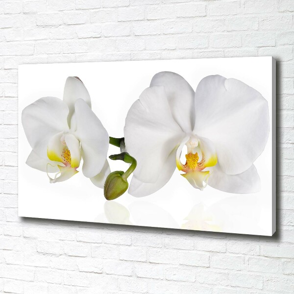 Fotobild Orchidee