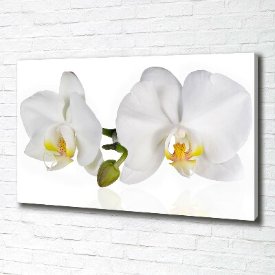 Fotobild Orchidee