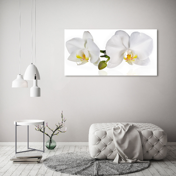 Fotobild Orchidee